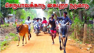 2தஞ்சாவூர் மாவட்டம் செருபலக்காடு கைப்புறா நடுமாடு----17-03-2024