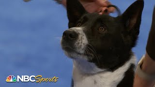 National Dog Show 2023: Herding Group (Full Judging) | NBC Sports