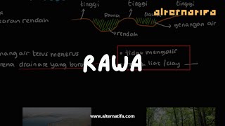 Perairan darat - Rawa | Geografi | Alternatifa