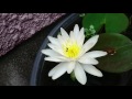 温帯睡蓮の花とメダカ