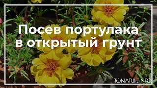 Посев портулака в открытый грунт | toNature.Info