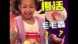 BUBU 毛毛蟲說關我什麼事？？兒童科學實驗 毛細現象 復活毛毛蟲｜Kid science resurrected the caterpillar DIY paper game