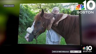 Cape Cod town mixed over putting horse down after owner's death