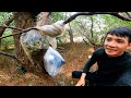 24h sinh tồn rừng ngập mặn chế tạo bẫy cua mộc mangrove forest survival