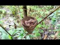 black sparrow black sparrow egg to young one