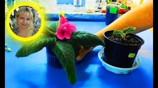 🌹🌹🌹КАК ВЫРАСТИТЬ ГЛОКСИНИЮ ИЗ ЛИСТА  ! How to grow gloxinia from a leaf