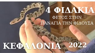 4 ΦΙΔΑΚΙΑ ΣΤΗ ΠΑΝΑΓΙΑ ΦΙΔΟΥΣΑ ΦΕΤΟΣ #kefalonia #snake #snakevideo #greece #holiday #church#subscribe