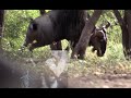 Bowhunting W/ African Bowhunting Adventures   Heart Shot On A Tank Of A Wildebeest