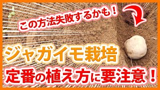 Tips for not failing to plant potatoes from a Japanese farmer !