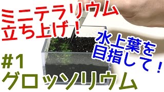 【ミニテラリウム】余った水草活用法！グロッソリウム立ち上げてみた！【グロッソ水上葉計画＃】