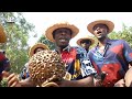 Ogene Star Boys - Igbo Cultural praise