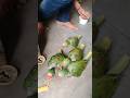 Baby parrots are so hungry | Tote ke bacche Cute moment #shorts