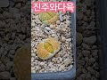 라임라이트 불타는진주 진주와다육 코노라이브 바지사장 꽃보다윤다육