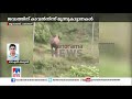 കുട്ടിയാനയുടെ പോസ്റ്റ്മോര്‍ട്ടം മൂന്നുമണിയോടെ കാട്ടാനക്കൂട്ടം വനത്തിലേക്ക് മടങ്ങി palakkad elephant