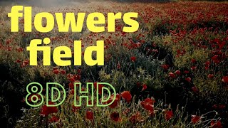 flower field relaxation | 4k- beautiful nature and flowers video with relaxing music
