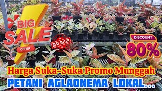 Promo Besar Besaran Aglaonema Lokal,Semua Harga Tanian Masuk Banget Buat Jual Lagi Eps 1254