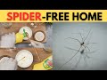 Spider Free Home How to Keep Spiders Out of Your House and Yard