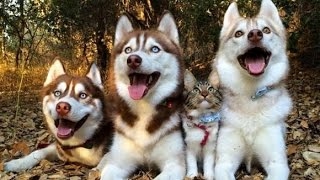 【感動】ハスキー犬に育てられた猫、犬化が止まらなくてかわいすぎるｗｗｗ