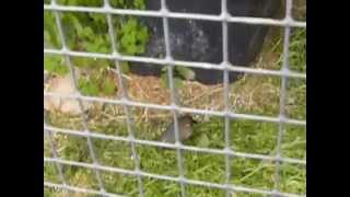 Maskergoudvink, Maskengimpel, Grey-headed Bullfinch, Pyrrhula erythaca.