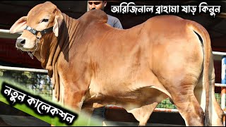 দেশ সেরা সব ব্রাহামা ও ফ্লেকভি গরুর মেলা।গরু কিনুন সবচেয়ে কম দামে