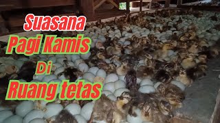 Suasana pagi Kamis di penetasan telor bebek #peternakan #penetasantelur #kalimantanselatan