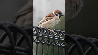 スズメの交尾Eurasian Tree Sparrow / Passer montanus