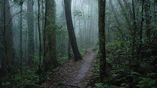 lost in the woods | a melancholy playlist (with rain & thunder)
