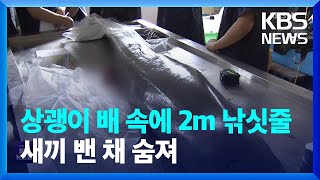 상괭이 배 속에 바늘 달린 2m 낚싯줄이… / KBS  2022.07.19.