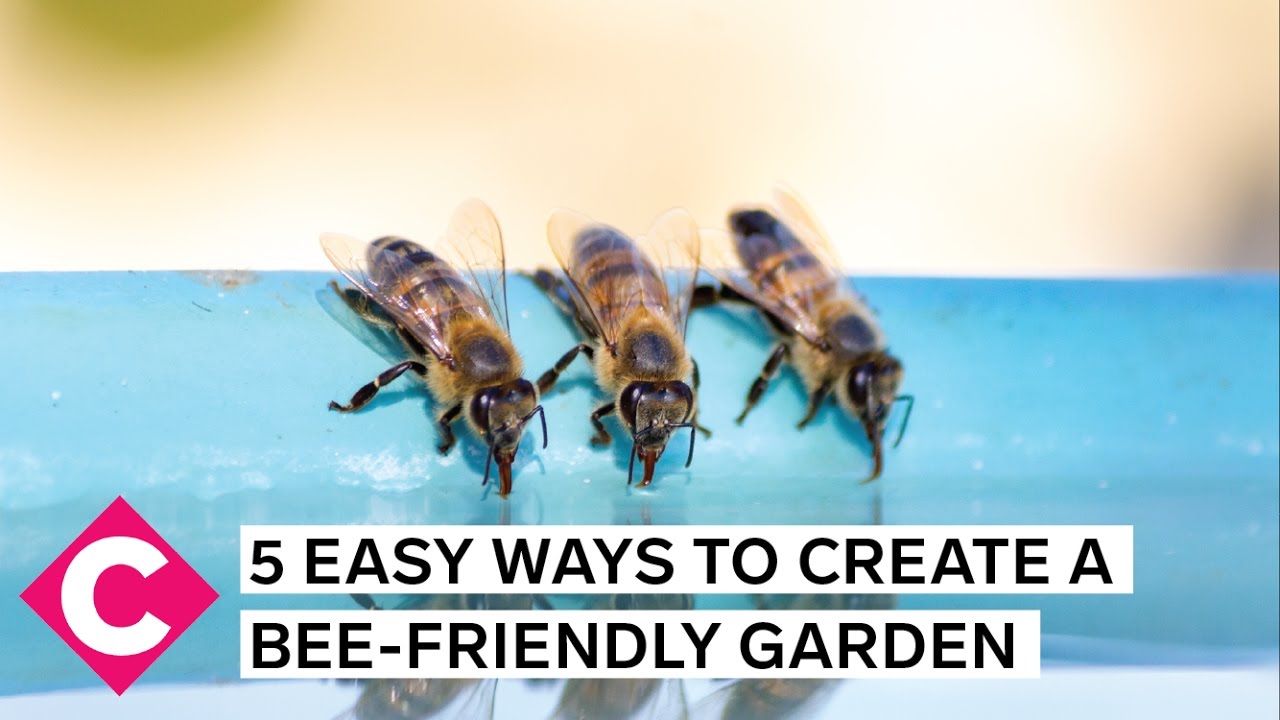 5 Easy Ways To Create A Bee-friendly Garden - YouTube