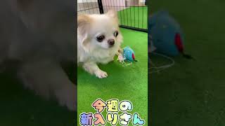 今週の新入りさん！里親さん募集中のわんちゃん紹介はコメント欄から#犬 #shorts