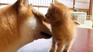 子猫が家族になって嬉しさMAXの柴犬ママ　Happy shiba inu with kittens