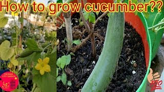 How to grow cucumber at home??|From seed to plant| வெள்ளரிக்காய் வளர்ப்பு|Chennai City Garden