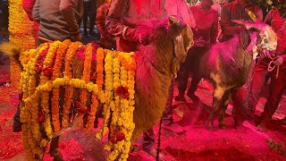 Manhar Jagar Pintu Dholi Ni Moj || મનહર જાગર પીન્ટુ ઢોલી ની મોજ || રાજા મેલડી સાઉન્ડ ચલાલી