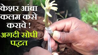 केशर आंबा कलम कसे करावे! तेही सोप्या पद्धतीने!keshar aamba kalam kase karave! mango grafting