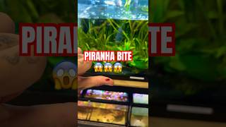 PIRANHA ATTACK #monster #monsterfish #fish #fishing #attack #piranha #dangerous #pets #animals  #wow