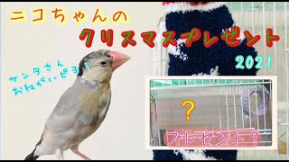 【文鳥】どうやらニコちゃんにもかわいクリスマスプレゼントが届いたようです。