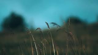 Why (slowed + loop)