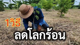 ปลูกป่า 2024 #ปลูกต้นไม้ลดโลกร้อน