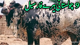 نو عدد چولستانی ہیرے فار سیل مناسب قیمت کے ساتھ