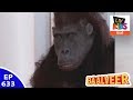 Baal Veer - बालवीर - Episode 633 - Golu Gorilla In Prithvi-Lok