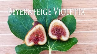 Tasting the Beyernfeige Violetta Fig 2018