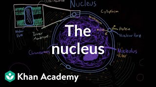 The nucleus | Cells | MCAT | Khan Academy