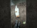 papillon puppy loves digging holes