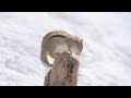 4k 冬眠から目覚めたエゾシマリス　 chipmunk waking up from hibernation.