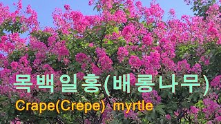 목백일홍 (배롱나무) / Crape(Crepe) myrtle