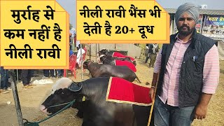 नीली रावी भैंस का टॉप ब्रीडर / Top Nilli Ravi Breeder Phno - 9876684046 #farmeradvisor