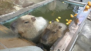 21日は「冬至」　カピバラ夫婦もゆず湯楽しむ　香川・丸亀市