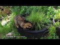 秋の長雨の中、猫は獲物狩りに夢中。　メダカとネコ12　ビオトープのある暮らし 雨秋編