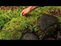 秋の長雨の中、猫は獲物狩りに夢中。　メダカとネコ12　ビオトープのある暮らし 雨秋編