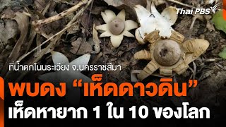 พบดงเห็ดดาวดินเห็ดหายาก 1 ใน 10 ของโลก ริมน้ำตกโนนระเวียง | วันใหม่ ไทยพีบีเอส | 30 ต.ค. 67